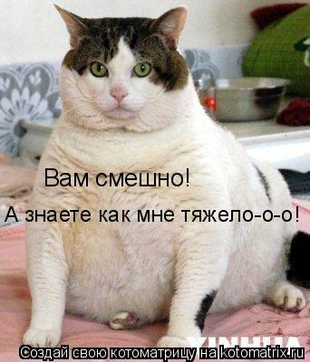 Вам смешно! А знаете как мне тяжело-о-о! А знаете как мне тяжело-о-о!... Котоматрица: Вам смешно! А знаете как мне тяжело-о-о! А знаете как мне тяжело-о-о!