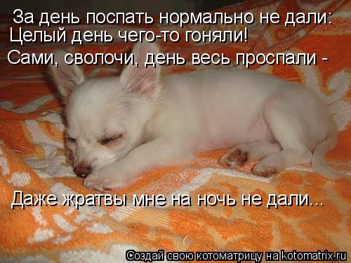 За день поспать нормально не дали: Целый день чего-то гоняли! Сами, сволочи, день весь проспали - Да... Котоматрица: За день поспать нормально не дали: Целый день чего-то гоняли! Сами, сволочи, день весь проспали - Даже жратвы мне на ночь не дали...
