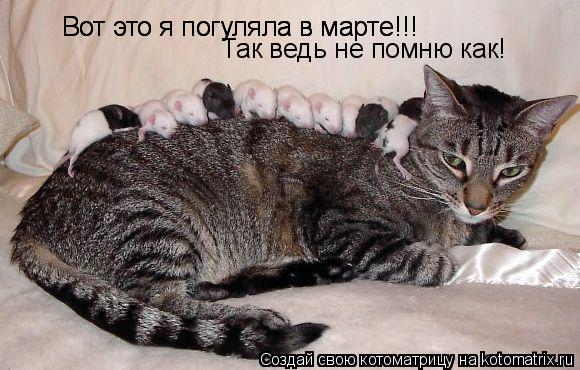 Вот это я погуляла в марте!!! Вот это я погуляла в марте!!! Так ведь не помню как!... Котоматрица: Вот это я погуляла в марте!!! Вот это я погуляла в марте!!! Так ведь не помню как!