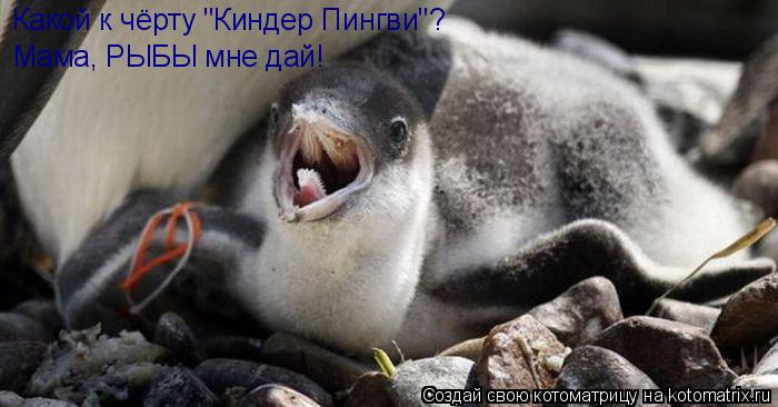 Какой к чёрту "Киндер Пингви"? Мама, РЫБЫ мне дай!... Котоматрица: Какой к чёрту "Киндер Пингви"? Мама, РЫБЫ мне дай!