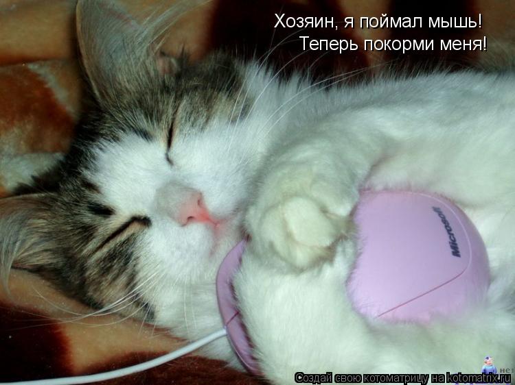 Хозяин, я поймал мышь! Теперь покорми меня!... Котоматрица: Хозяин, я поймал мышь! Теперь покорми меня!