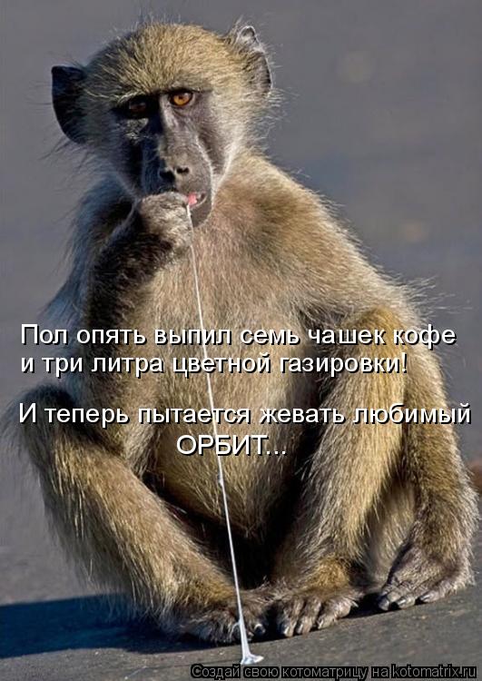 Пол опять выпил семь чашек кофе и три литра цветной газировки! И теперь пытается жевать любимый ОРБИ... Котоматрица: Пол опять выпил семь чашек кофе и три литра цветной газировки! И теперь пытается жевать любимый ОРБИТ...
