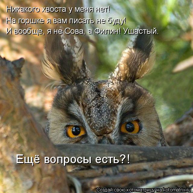 Никакого хвоста у меня нет! На горшке я вам писать не буду! И вообще, я не Сова, а Филин! Ушастый. Е... Котоматрица: Никакого хвоста у меня нет! На горшке я вам писать не буду! И вообще, я не Сова, а Филин! Ушастый. Ещё вопросы есть?!