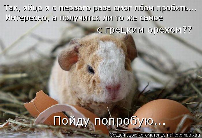 Так, яйцо я с первого раза смог лбом пробить... Интересно, а получится ли то же самое с грецким орехо... Котоматрица: Так, яйцо я с первого раза смог лбом пробить... Интересно, а получится ли то же самое с грецким орехом?? Пойду попробую...