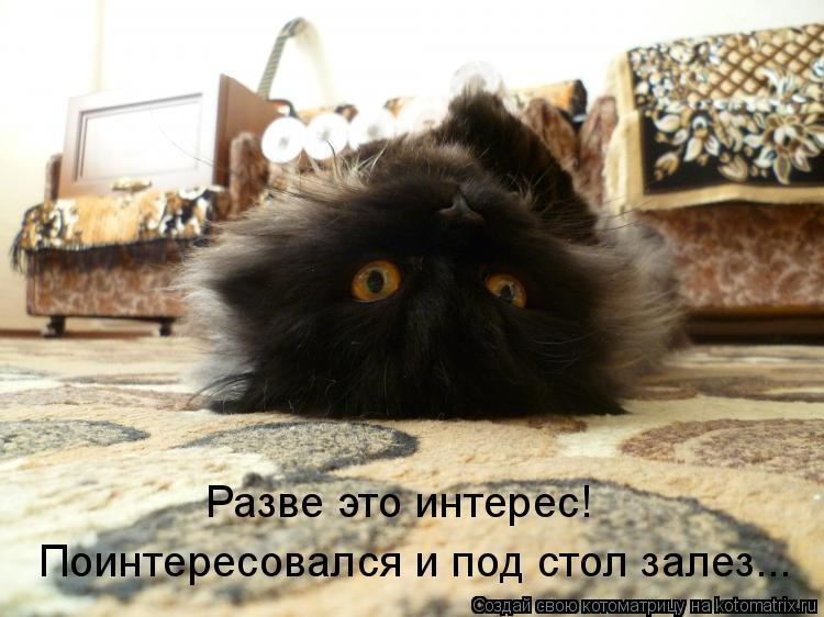 Разве это интерес! Поинтересовался и под стол залез...... Котоматрица: Разве это интерес! Поинтересовался и под стол залез...