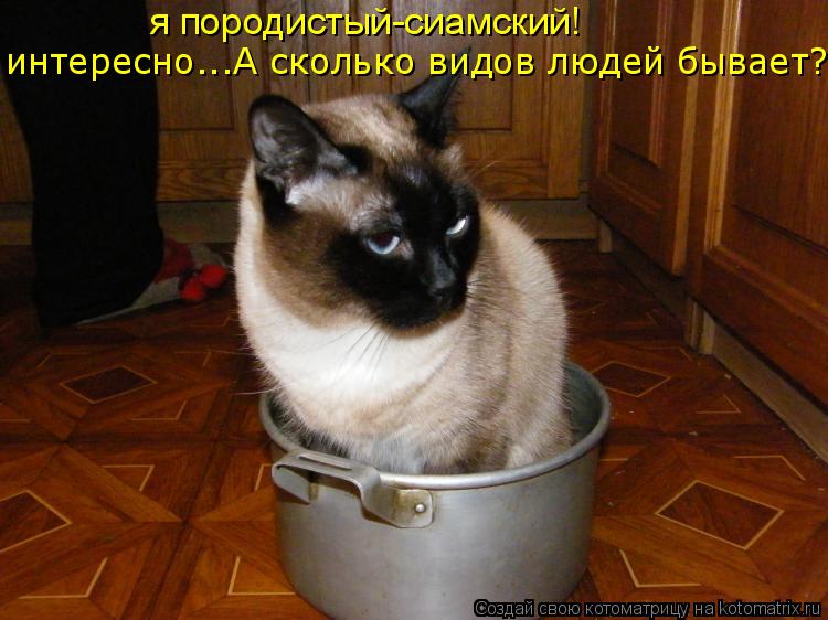 я породистый-сиамский! интересно...А сколько видов людей бывает?... Котоматрица: я породистый-сиамский! интересно...А сколько видов людей бывает?