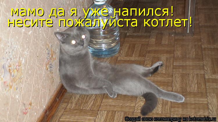 мамо да я уже напился! несите пожалуйста котлет!... Котоматрица: мамо да я уже напился! несите пожалуйста котлет!
