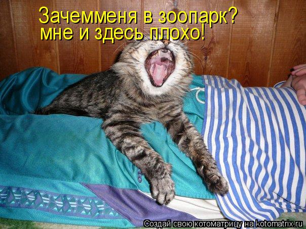 Зачемменя в зоопарк? мне и здесь плохо!... Котоматрица: Зачемменя в зоопарк? мне и здесь плохо!