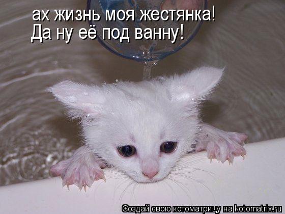ах жизнь моя жестянка! Да ну её под ванну!... Котоматрица: ах жизнь моя жестянка! Да ну её под ванну!
