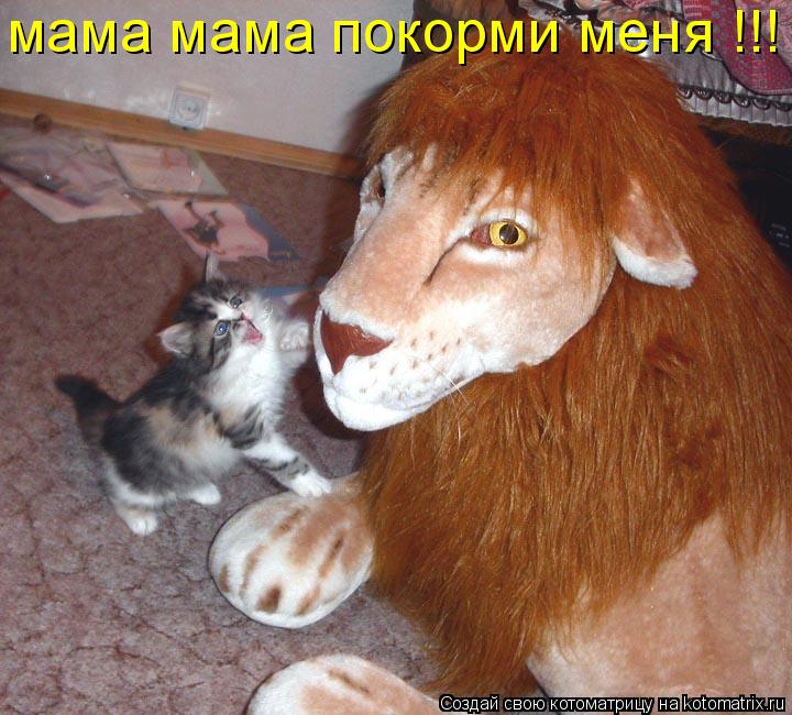 мама мама покорми меня !!!... Котоматрица: мама мама покорми меня !!!