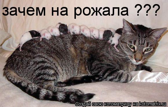 зачем на рожала ???... Котоматрица: зачем на рожала ???