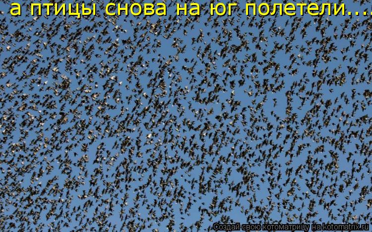 а птицы снова на юг полетели................... Котоматрица: а птицы снова на юг полетели................