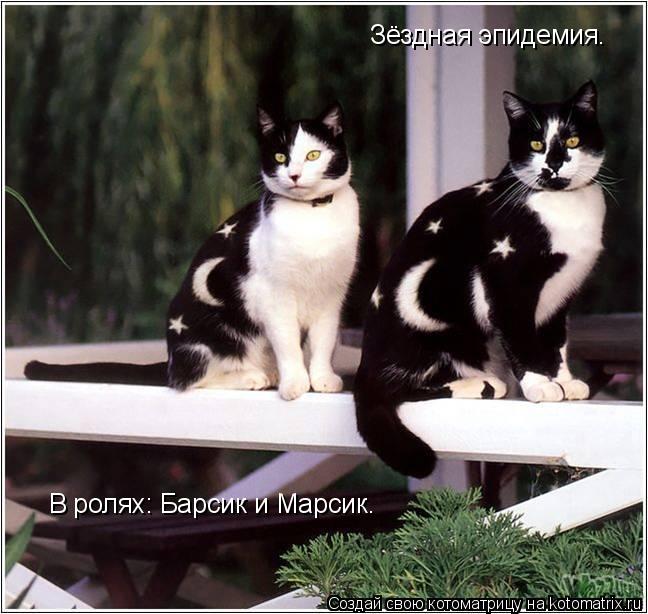 Зёздная эпидемия. В ролях: Барсик и Марсик.... Котоматрица: Зёздная эпидемия. В ролях: Барсик и Марсик.