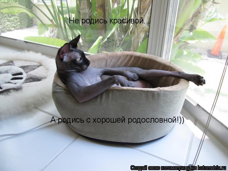 Не родись красивой... А родись с хорошей родословной!))... Котоматрица: Не родись красивой... А родись с хорошей родословной!))