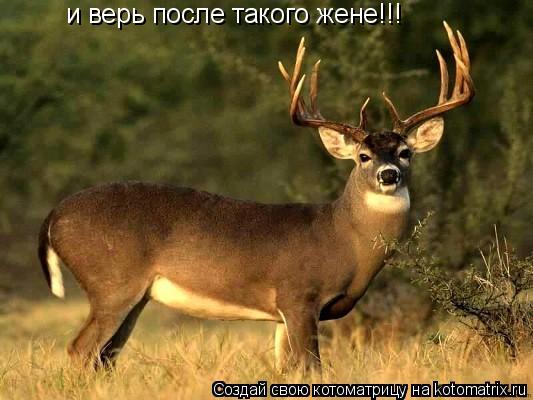 и верь после такого жене!!!... Котоматрица: и верь после такого жене!!!