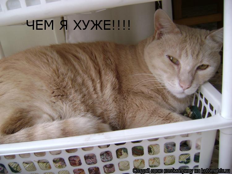 ЧЕМ Я ХУЖЕ!!!!... Котоматрица: ЧЕМ Я ХУЖЕ!!!!