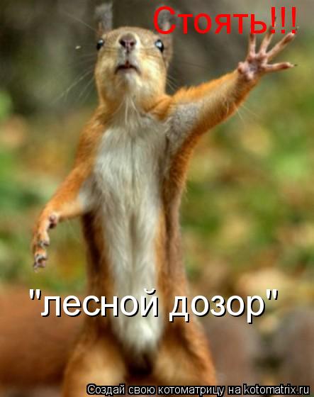 Стоять!!! "лесной дозор"... Котоматрица: Стоять!!! "лесной дозор"