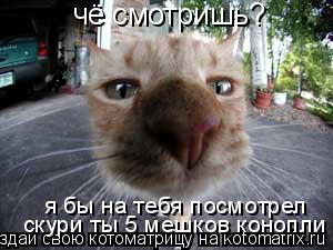 чё смотришь? я бы на тебя посмотрел скури ты 5 мешков конопли... Котоматрица: чё смотришь? я бы на тебя посмотрел скури ты 5 мешков конопли