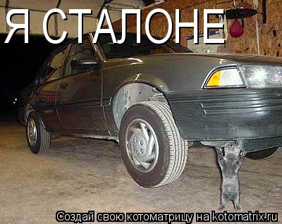 Я СТАЛОНЕ... Котоматрица: Я СТАЛОНЕ
