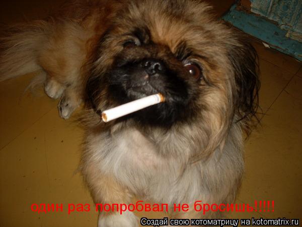 один раз попробвал не бросишь!!!!!... Котоматрица: один раз попробвал не бросишь!!!!!