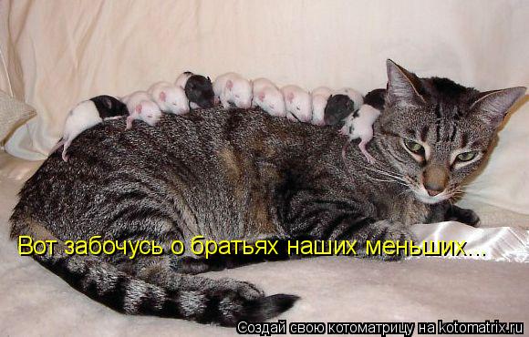 Вот забочусь о братьях наших меньших...... Котоматрица: Вот забочусь о братьях наших меньших...
