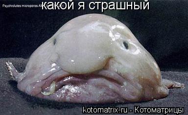 какой я страшный... Котоматрица: какой я страшный