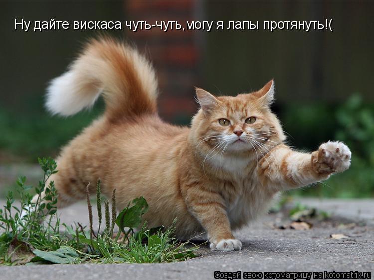 Ну дайте вискаса чуть-чуть,могу я лапы протянуть!(... Котоматрица: Ну дайте вискаса чуть-чуть,могу я лапы протянуть!(
