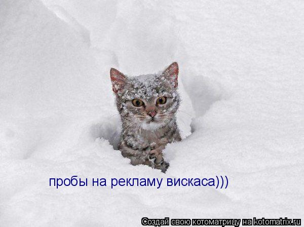 пробы на рекламу вискаса)))... Котоматрица: пробы на рекламу вискаса)))