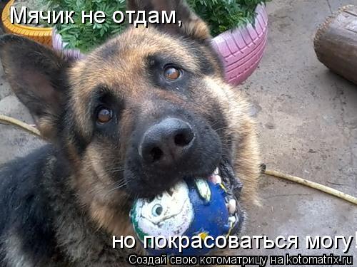 Мячик не отдам, но покрасоваться могу!... Котоматрица: Мячик не отдам, но покрасоваться могу!