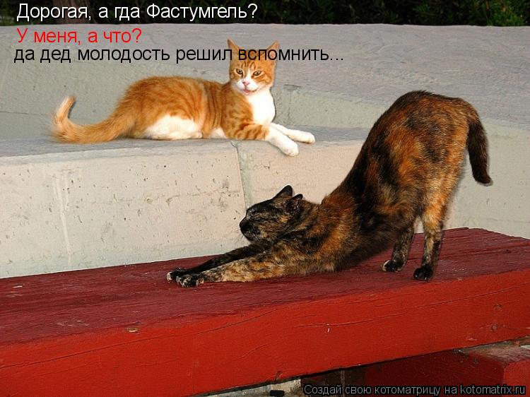 Дорогая, а гда Фастумгель? У меня, а что? да дед молодость решил вспомнить...... Котоматрица: Дорогая, а гда Фастумгель? У меня, а что? да дед молодость решил вспомнить...