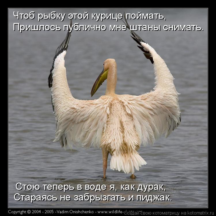 Чтоб рыбку этой курице поймать, Пришлось публично мне штаны снимать. Стою теперь в воде я, как дурак,... Котоматрица: Чтоб рыбку этой курице поймать, Пришлось публично мне штаны снимать. Стою теперь в воде я, как дурак, Стараясь не забрызгать и пиджак.