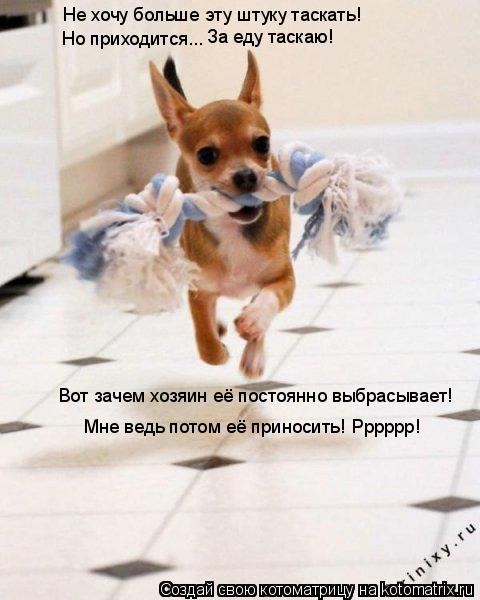 Не хочу больше эту штуку таскать! Но приходится... Вот зачем хозяин её постоянно выбрасывает! Мне ве... Котоматрица: Не хочу больше эту штуку таскать! Но приходится... Вот зачем хозяин её постоянно выбрасывает! Мне ведь потом её приносить! Рррррр! За еду тас