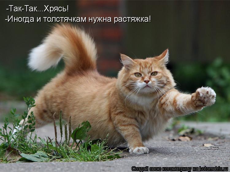 -Так-Так...Хрясь! -Иногда и толстячкам нужна растяжка!... Котоматрица: -Так-Так...Хрясь! -Иногда и толстячкам нужна растяжка!