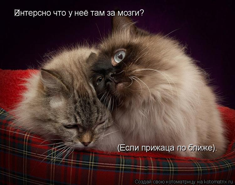 B Интерсно что у неё там за мозги? (Если прижаца по ближе). (Если прижаца по ближе).... Котоматрица: B Интерсно что у неё там за мозги? (Если прижаца по ближе). (Если прижаца по ближе).