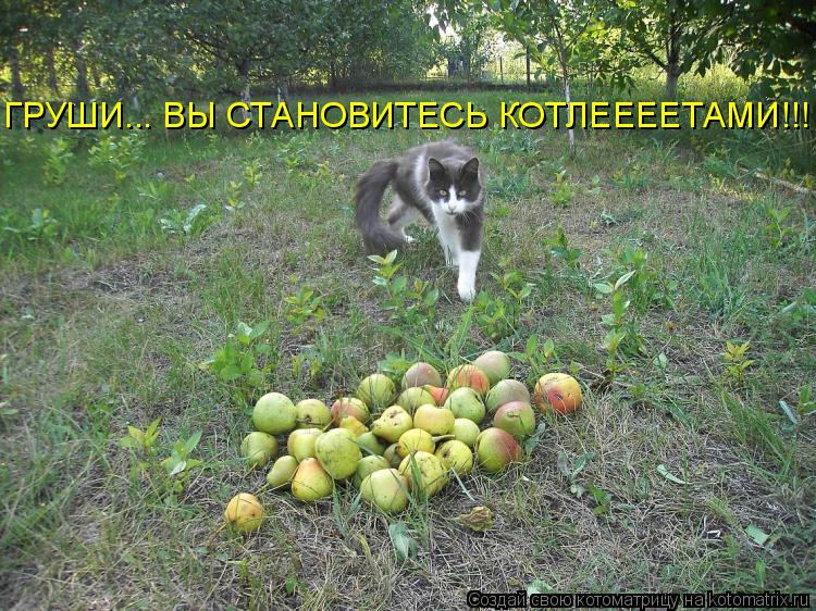 ГРУШИ... ВЫ СТАНОВИТЕСЬ КОТЛЕЕЕЕТАМИ!!!... Котоматрица: ГРУШИ... ВЫ СТАНОВИТЕСЬ КОТЛЕЕЕЕТАМИ!!!
