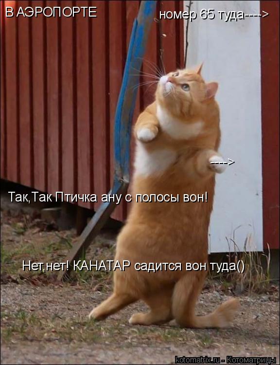 номер 65 туда----> Нет,нет! КАНАТАР садится вон туда() В АЭРОПОРТЕ Так,Так Птичка ану с полосы вон! -... Котоматрица: номер 65 туда----> Нет,нет! КАНАТАР садится вон туда() В АЭРОПОРТЕ Так,Так Птичка ану с полосы вон! ---->