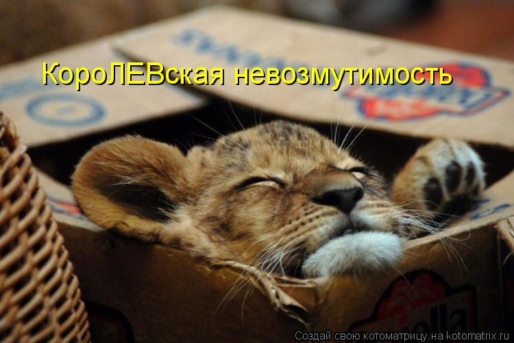 КороЛЕВская невозмутимость... Котоматрица: КороЛЕВская невозмутимость