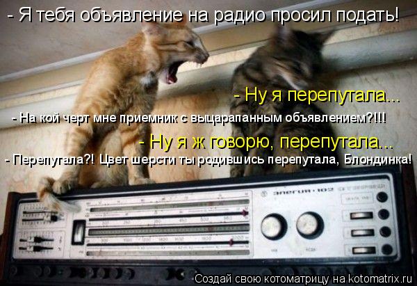 - Ну я перепутала... - Я тебя объявление на радио просил подать! - На кой черт мне приемник с выцарап... Котоматрица: - Ну я перепутала... - Я тебя объявление на радио просил подать! - На кой черт мне приемник с выцарапанным объявлением?!!! - Ну я ж говорю, перепут