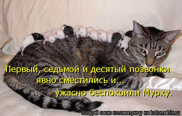 Первый, седьмой и десятый позвонки явно сместились и... ужасно беспокоили Мурку.... Котоматрица: Первый, седьмой и десятый позвонки явно сместились и... ужасно беспокоили Мурку.