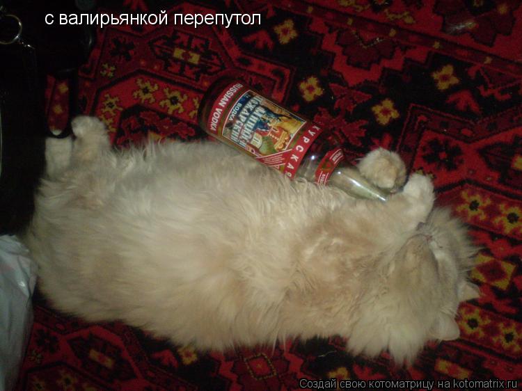 с валирьянкой перепутол... Котоматрица: с валирьянкой перепутол