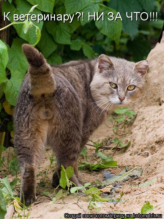 К ветеринару?! НИ ЗА ЧТО!!!... Котоматрица: К ветеринару?! НИ ЗА ЧТО!!!