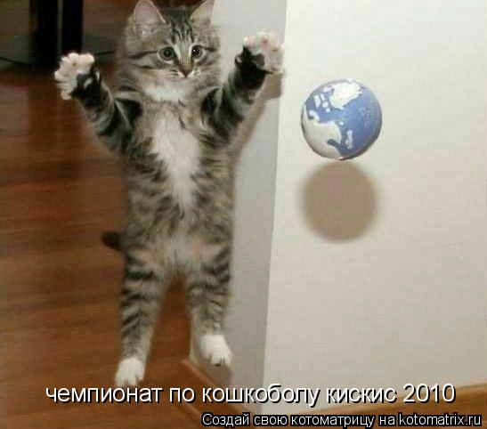 чемпионат по кошкоболу кискис 2010... Котоматрица: чемпионат по кошкоболу кискис 2010