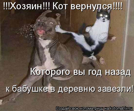 !!!Хозяин!!! Кот вернулся!!!! Которого вы год назад к бабушке в деревню завезли!... Котоматрица: !!!Хозяин!!! Кот вернулся!!!! Которого вы год назад к бабушке в деревню завезли!