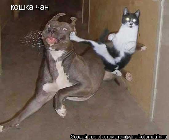 кошка чан... Котоматрица: кошка чан