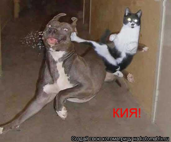 КИЯ!... Котоматрица: КИЯ!