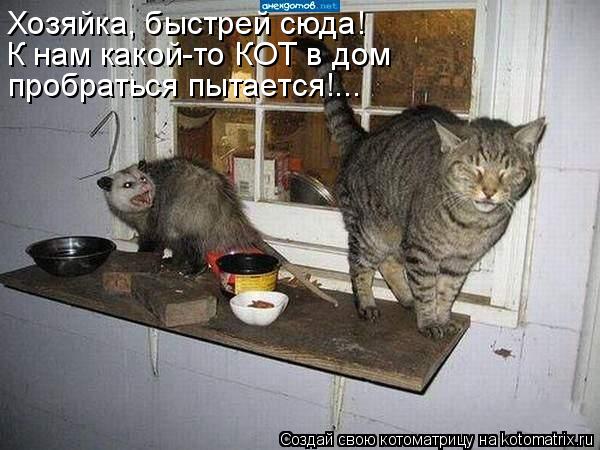 Хозяйка, быстрей сюда! К нам какой-то КОТ в дом пробраться пытается!...... Котоматрица: Хозяйка, быстрей сюда! К нам какой-то КОТ в дом пробраться пытается!...