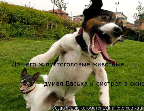 До чего ж пустоголовые животные..... думал Васька и смотрел в окно... Котоматрица: До чего ж пустоголовые животные..... думал Васька и смотрел в окно