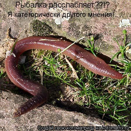 Котоматрица: Рыбалка расслабляет??!? Я категорически другого мнения!..