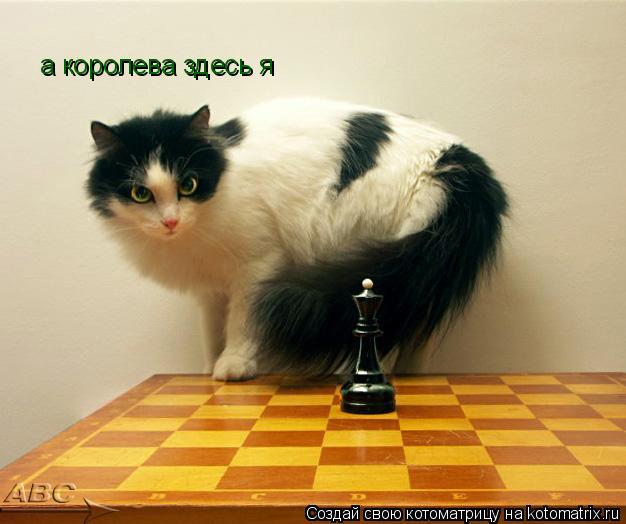 а королева здесь я... Котоматрица: а королева здесь я