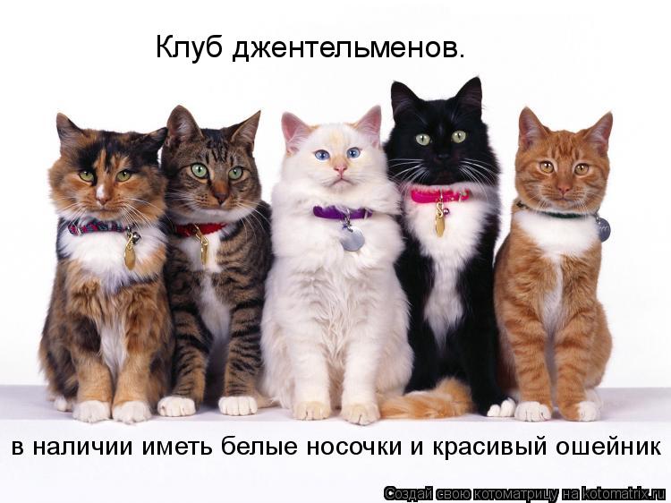 Клуб джентельменов. в наличии иметь белые носочки и красивый ошейник... Котоматрица: Клуб джентельменов. в наличии иметь белые носочки и красивый ошейник